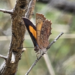 Paralucia aurifera at QPRC LGA - 15 Nov 2023