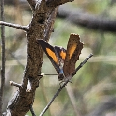 Paralucia aurifera at QPRC LGA - 15 Nov 2023