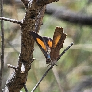 Paralucia aurifera at QPRC LGA - 15 Nov 2023