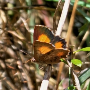 Paralucia aurifera at QPRC LGA - 15 Nov 2023