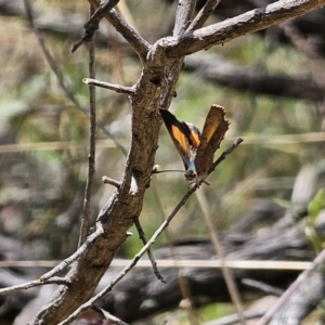 Paralucia aurifera at QPRC LGA - 15 Nov 2023