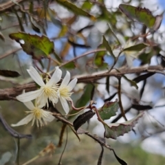 Clematis aristata (Mountain Clematis) at Captains Flat, NSW - 15 Nov 2023 by Csteele4