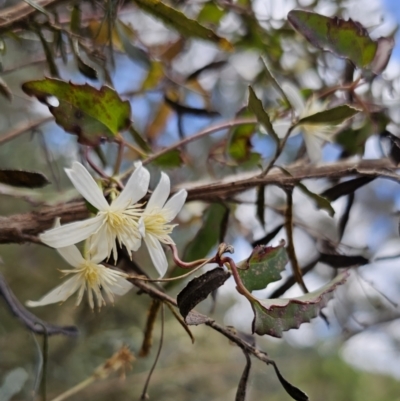 Clematis aristata (Mountain Clematis) at Captains Flat, NSW - 15 Nov 2023 by Csteele4