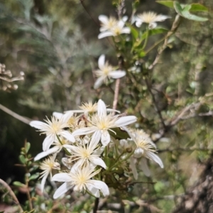 Clematis aristata at QPRC LGA - 15 Nov 2023 01:45 PM