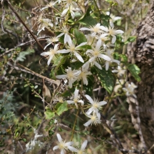 Clematis aristata at QPRC LGA - 15 Nov 2023 01:45 PM