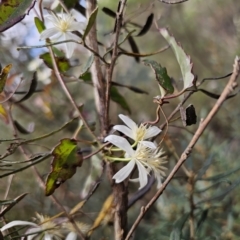 Clematis aristata at QPRC LGA - 15 Nov 2023 01:45 PM