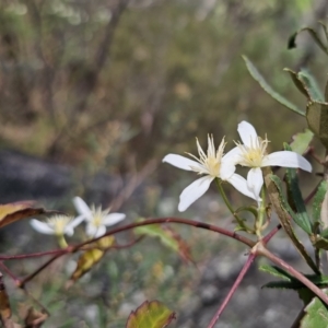 Clematis aristata at QPRC LGA - 15 Nov 2023 01:45 PM