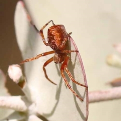 Salsa fuliginata (Sooty Orb-weaver) at Gundary, NSW - 11 Nov 2023 by ConBoekel