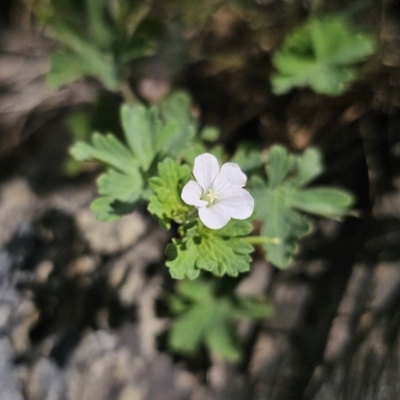 Geranium potentilloides var. potentilloides (Downy Geranium) at Captains Flat, NSW - 15 Nov 2023 by Csteele4