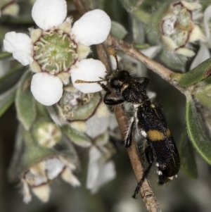 Eleale pulchra at McKellar, ACT - 14 Nov 2023 11:22 AM