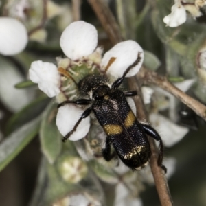 Eleale pulchra at McKellar, ACT - 14 Nov 2023