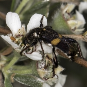 Eleale pulchra at McKellar, ACT - 14 Nov 2023