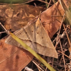 Epidesmia hypenaria (Long-nosed Epidesmia) at Gundary, NSW - 12 Nov 2023 by ConBoekel