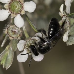 Leioproctus sp. (genus) at McKellar, ACT - 14 Nov 2023