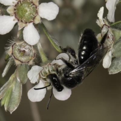 Leioproctus sp. (genus) (Plaster bee) at Croke Place Grassland (CPG) - 14 Nov 2023 by kasiaaus