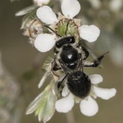 Leioproctus sp. (genus) at McKellar, ACT - 14 Nov 2023