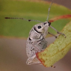 Merimnetes oblongus (Radiata pine shoot weevil) at Gundary, NSW - 12 Nov 2023 by ConBoekel