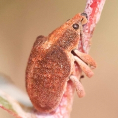 Gonipterus scutellatus (Eucalyptus snout beetle, gum tree weevil) at Pomaderris Nature Reserve - 12 Nov 2023 by ConBoekel