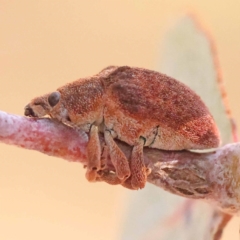 Gonipterus scutellatus at Pomaderris Nature Reserve - 12 Nov 2023