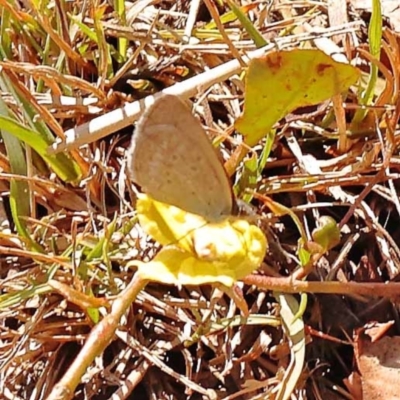 Zizina otis (Common Grass-Blue) at Gundary, NSW - 11 Nov 2023 by ConBoekel