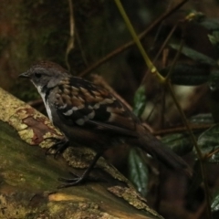 Orthonyx temminckii (Australian Logrunner) at O'Reilly, QLD - 10 Nov 2023 by Rixon