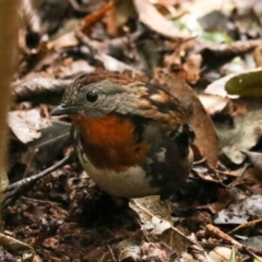 Orthonyx temminckii at Lamington National Park - 10 Nov 2023