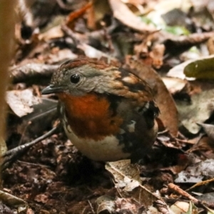 Orthonyx temminckii at Lamington National Park - 10 Nov 2023