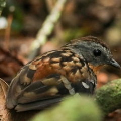 Orthonyx temminckii at Lamington National Park - 10 Nov 2023