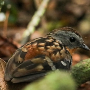 Orthonyx temminckii at Lamington National Park - 10 Nov 2023