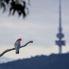 Callocephalon fimbriatum (Gang-gang Cockatoo) at Hackett, ACT - 13 Nov 2023 by trevsci