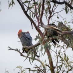 Callocephalon fimbriatum at Hackett, ACT - 13 Nov 2023