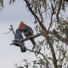 Callocephalon fimbriatum at Hackett, ACT - 13 Nov 2023