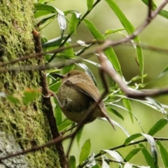 Sericornis magnirostra (Large-billed Scrubwren) at O'Reilly, QLD - 10 Nov 2023 by Rixon