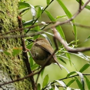 Sericornis magnirostra at O'Reilly, QLD - 10 Nov 2023