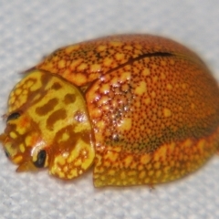 Unidentified Leaf beetle (Chrysomelidae) at Bolivia, NSW - 24 Jan 2009 by PJH123