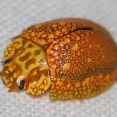 Chrysomelidae sp. (family) (Unidentified Leaf Beetle) at Bolivia, NSW - 24 Jan 2009 by PJH123