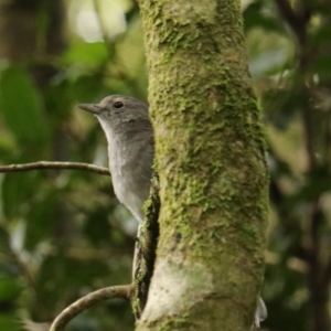 Colluricincla harmonica at Lamington National Park - 10 Nov 2023 01:32 PM