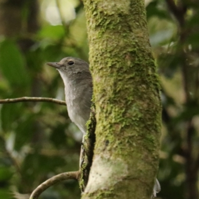 Colluricincla harmonica (Grey Shrikethrush) at O'Reilly, QLD - 10 Nov 2023 by Rixon