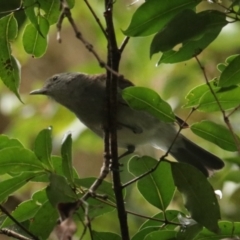 Colluricincla harmonica at Lamington National Park - 10 Nov 2023 01:32 PM