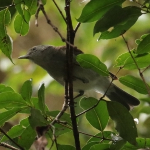 Colluricincla harmonica at Lamington National Park - 10 Nov 2023