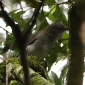 Colluricincla harmonica at Lamington National Park - 10 Nov 2023 01:32 PM