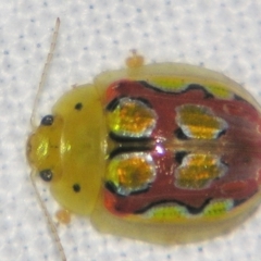 Paropsisterna nobilitata (Leaf beetle, Button beetle) at Bolivia, NSW - 24 Jan 2009 by PJH123