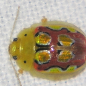 Paropsisterna nobilitata at Bolivia, NSW - suppressed