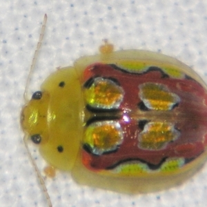 Paropsisterna nobilitata at Bolivia, NSW - 24 Jan 2009