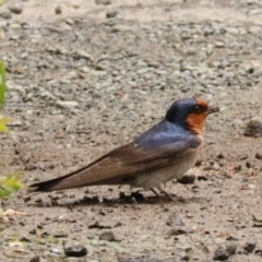 Hirundo neoxena (Welcome Swallow) at O'Reilly, QLD - 10 Nov 2023 by Rixon