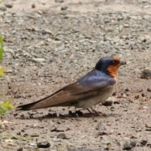 Hirundo neoxena at O'Reilly, QLD - 10 Nov 2023 12:47 PM