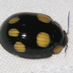 Paropsisterna octosignata (Eucalyptus leaf beetle) at Bolivia, NSW - 23 Jan 2009 by PJH123