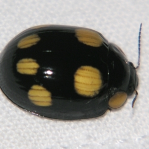 Paropsisterna sexpustulata at Bolivia, NSW - suppressed