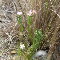 Centaurium sp. (Centaury) at Reservoir Hill, Lawson - 14 Nov 2023 by maura