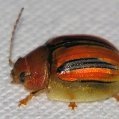 Unidentified Leaf beetle (Chrysomelidae) at Bolivia, NSW - 23 Jan 2009 by PJH123